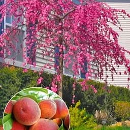 Персик плакучий на штамбі Agro-Market "Сан Хрест" (вік від 2-х років, висота 150-190 см) (53432) 1 саджанець в упаковці