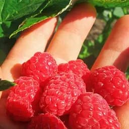 Саджанець Agro-Market Малина Версаль (ранній термін дозрівання, високоврожайний та безшипий сорт) 2 шт. в пакуванні (176764)