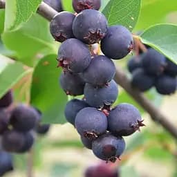 Ірга 2-річна вільхолиста Honeywood (укорінена в контейнері) (187051) 1 саджанець в упаковці