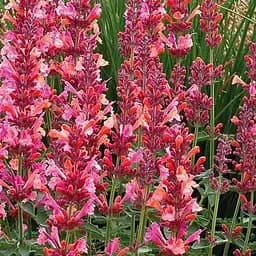 Агастахис "Kudos Coral" (лофант многолетний, цветет до заморозков) (188538) 1 саженец в упаковке