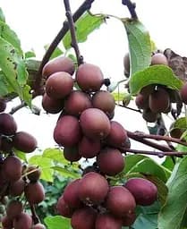 Саджанець Agro-Market Актинідія Кінс Ред (міні-ківі, морозостійкий сорт) (43947) 1 шт. в упаковці - мініатюра 3