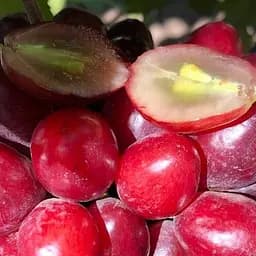 Саджанець Agro-Market Виноград Велюр (найранніший, великоплідний, солодкий) 1 шт. в пакуванні (61637)