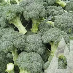 Капуста брокколи Садиба Агасси F1, 10 шт.