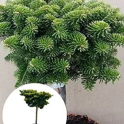 Пихта корейская Agro-Market на штамбе Tundra ком/сетка высота 60-70см диаметр кроны 50-60 см 185200 1 саженец в упаковке