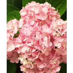 Гортензія крупнолиста 2-річна "Silky Pink" висота саджанця 25-45см (186190) 1 саженец