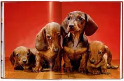 Chandoha. Dogs. Photographs 1941–1991 - мініатюра 5