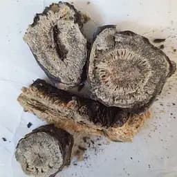 100 г горичник Морисона корень сушеный - свежий урожай