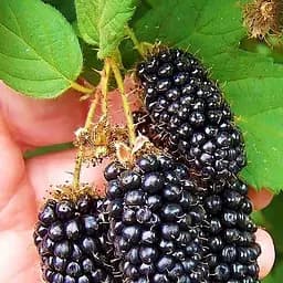 Саженец Agro-Market Ежевика ранняя крупноплодная Карака Блэк (Karaka Black) 1 шт. в упаковке (24082)