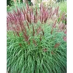 Саджанець Agro-Market Міскантус китайський Ferner Osten вазон С3, висота 30-60 см (93722) 1 шт.