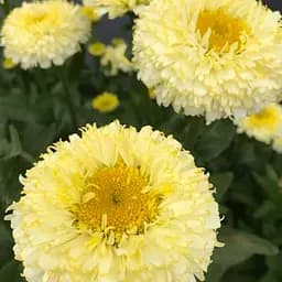 Ромашка махровая Леукантемум "Luna" (букетная, крупноцветковая) (189541) 1 саженец в упаковке