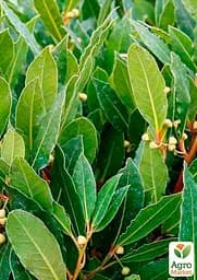 Саджанець Agro-Market Лавр вічнозелений Шляхетний (35942) - мініатюра 2