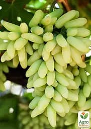 Саджанець Agro-Market Виноград кишміш Супер Сонака (солодкий мускат без кісточки селекції США) 1 шт. в пакуванні (182544) - мініатюра 2