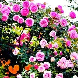 Троянда англійська Agro-Market плетиста Рожевий Лід саджанець класу АА+ вищий сорт 1 шт. в упаковці (21146)