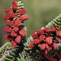 Саджанець Agro-Market Ялиця Іспанська (Abies pinsapo) горщик P9 (48727)