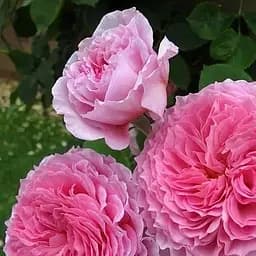 Троянда англійська Agro-Market James Galway саджанець класу АА+ вищий сорт 1 шт. в упаковці (17386)