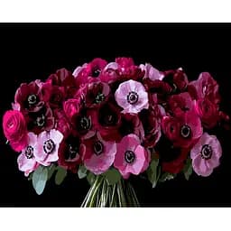 Картина по номерам Strateg Красные анемоны на черном фоне 50 х 40 см (AH1288)