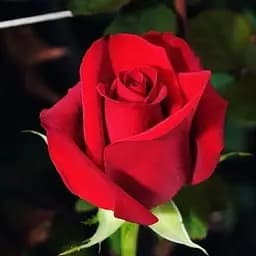 Роза чайно-гибридная Agro-Market Фридом саженец класса АА+ высший сорт ароматный 1 шт. в упаковке (20984)