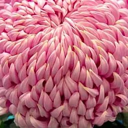Хризантема великоквіткова "Daily Mirror Pink" (185964) 1 саженец