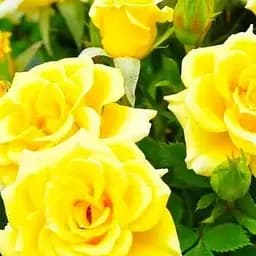 Роза чайно-гибридная Agro-Market Беролина саженец класса АА+ высший сорт 1 шт. в упаковке (40229)