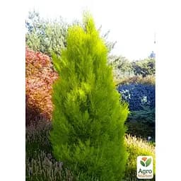 Саджанець Agro-Market Кипарис лимонний Wilma 2-х річний С3, висота 50-70см (63446) - мініатюра 3
