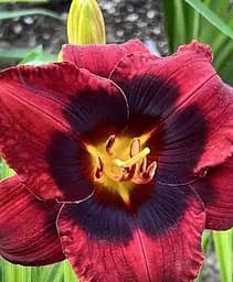 Лілійник Agro-Market Spacecoast Devil's Eye 1 шт. в упаковці