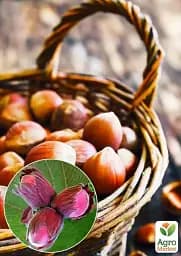 Саджанець Agro-Market Фундук Ламберта (червонолисний, середній термін дозрівання, перехресне запилення, садити по 2 шт.) 1 шт. в упаковці (35538) - мініатюра 2