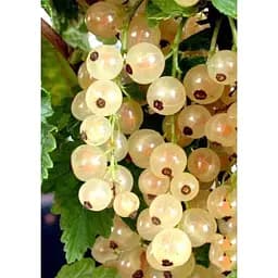 Саджанець Agro-Market Порічка (смородина) біла Десертна (ранній термін дозрівання, високоврожайний сорт) 1 шт. в упаковці (38429)