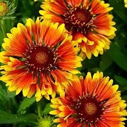 Гайлардія багаторічна великоквіткова Spintop "Orange Halo" (вазон Р9) (189467) 1 саженец