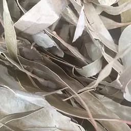 100 г евкаліпт листя сушене  - свіжий урожай