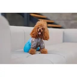 Комбінезон зон Pet Fashion Сharlie ХS для собак - мініатюра 5