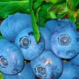 Саджанець Agro-Market Лохина (чорниця садова) Легасі (Legacy) (пізній термін дозрівання, один з найбільш високоврожайних сортів) 1 саджанець (20758)