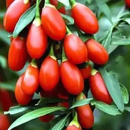 Годжи 2-х летний Agro-Market "Korean Big" (укорененный в контейнере) (189219) 1 саженец в упаковке