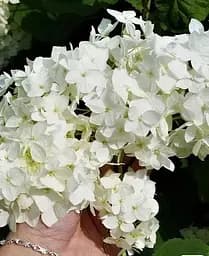 Гортензія Agro-Market Grandiflora деревоподібна 2-х річна висота саджанця 20-30 см 1 саджанець в упаковці - мініатюра 3