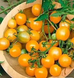 Насіння Весна на вагу Томат Монетка ціна за 1 г (178488)