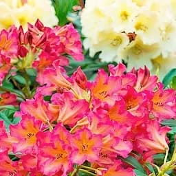 Саженец Agro-Market LMTD Рододендрон цветущий 5-летний Scyphocalix (высота 50-60см) (180513)