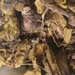 100 г ревень корень сушеный - свежий урожай