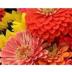 Циния "Калифорнийские гиганты" Весна 0.4г (16025)