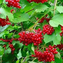 Саджанець Agro-Market Калина звичайна Коралова (Coral) преміальний сорт, раннього терміну дозрівання) 1 шт. в пакуванні (51170)