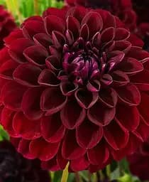 Клубень Agro-Market Георгина Gipsy Night 1 шт. в упаковке (183447)