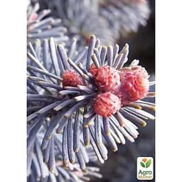 Саджанець Agro-Market Ялиця Арізонська блакитна (Abies Lasiocarpa var arizonica) горщик P9 (176502) - мініатюра 2