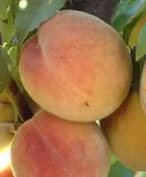 Саджанець Agro-Market Персик Золотий Ювілей (літній сорт, середньостиглий термін дозрівання) 1 шт. в упаковці (15916)