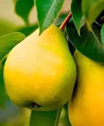 Саджанець Agro-Market Груша Платоновская (осенний сорт, средний срок созревания) 1 шт. в упаковці (178394)