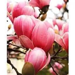 Магнолія "Lennei" (Лінней) (187629) 1 саженец