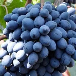 Саджанець Agro-Market Виноград Ребека (кишміш середнього терміну дозрівання) 1 шт. в пакуванні (101867)