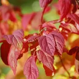 Спирея японская Macrophylla (горшок Р9) (189746) 1 саженец в упаковке