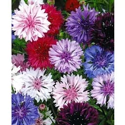 Василек (Зипер) Весна 0.5г (12085)