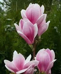 Саджанець Agro-Market Магнолія щеплена 4-річна суланжа Satisfaction (висота 60-80 см) (152755) 1 шт. в упаковці