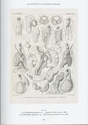The Art and Science of Ernst Haeckel - мініатюра 9