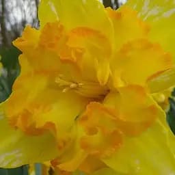 Нарцисс "Blazing Starlet" (186345) 2 шт