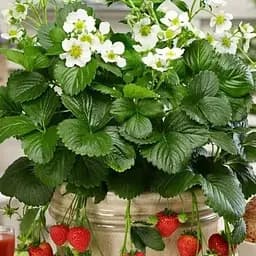 Клубника Ампельная Agro-Market "Монтана" (Montana) (ремонтантный ранний сорт) (188762) 1 шт в упаковке